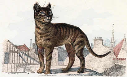 「動物イラストレイテッド アルファベット スウェーデン語」の猫