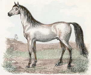 Häst- "Alfabetet illustrerar djur" 1800-talet (gravyr)