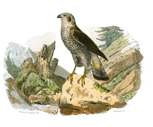 Naturhistoriska nämnden: Zoologisk nämnd som representerar rovfåglar på natten. Runt omkring. Plåt tecknad från de nio volymerna om fåglar i "" Works complete of Buffon""" skriven av naturforskaren Georges Louis Leclerc, greve av Buffon