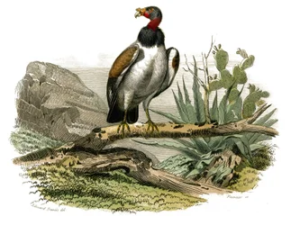 Naturhistoriska nämnden: Zoologisk nämnd som representerar rovfåglar på natten. Den lilla gamen. Plåt tecknad från de nio volymerna om fåglar i "" Works complete of Buffon""" skriven av naturforskaren Georges Louis Leclerc, greve av Buffon (1707-1788) mell