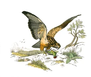 Naturhistoriska nämnden: Zoologisk nämnd som representerar rovfåglar på natten. Munstycket. Plåt tecknad från de nio volymerna om fåglar i "" Works complete of Buffon""" skriven av naturforskaren Georges Louis Leclerc, greve av Buffon (1707-1788) mellan 17