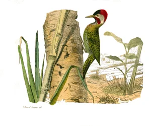 Naturhistoriska nämnden: Zoologisk nämnd som representerar klättrare. Cayennes randiga topp. Plåt tecknad från de nio volymerna om fåglar i "" Works complete of Buffon""" skriven av naturforskaren Georges Louis Leclerc, greve av Buffon