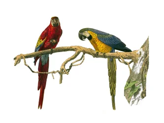 Naturhistoriska nämnden: Zoologisk nämnd som representerar klättrare. Röd ara och blå ara. Plåt tecknad från de nio volymerna om fåglar i "" Works complete of Buffon""" skriven av naturforskaren Georges Louis Leclerc, greve av Buffon