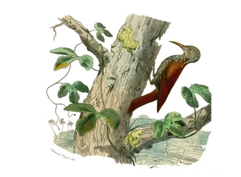 Naturhistoriska nämnden: Zoologisk nämnd som representerar klättrare. Klättringstoppen. Plåt tecknad från de nio volymerna om fåglar i "" Works complete of Buffon""" skriven av naturforskaren Georges Louis Leclerc, greve av Buffon (1707-1788) mellan 1749 o