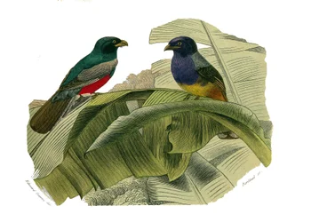 Naturhistoriska nämnden: Zoologisk nämnd som representerar klättrare. Den röda magen och den gula magen. Plåt tecknad från de nio volymerna om fåglar i "" Works complete of Buffon""" skriven av naturforskaren Georges Louis Leclerc, greve av Buffon (1707-17