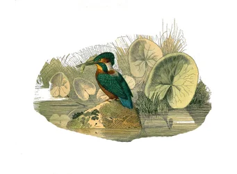 Naturhistorisk styrelse: Zoologisk tavla som representerar syndaktylspångar (har två eller flera läskfingrar tillsammans). Kungsfiskaren. Plåt tecknad från de nio volymerna om fåglar i "" Works complete of Buffon""" skriven av naturforskaren Georges Louis 