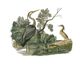Naturhistoriska nämnden: Zoologisk nämnd som representerar vattenfåglar och odlade vadare (med stora, långa och starka näbbar): häger och krabba. Plåt tecknad från de nio volymerna om fåglar i "" Works complete of Buffon""" skriven av naturforskaren George