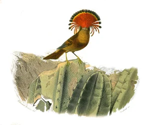 Naturhistorisk skylt: Zoologisk tavla som föreställer dentirostruösa spolfuglen (med echancre). Kungen av flugor. Plåt tecknad från de nio volymerna om fåglar i "" Works complete of Buffon""" skriven av naturforskaren Georges Louis Leclerc, greve av Buffon