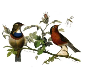 Natural History Plate: Zoologisk tavla som representerar dentirostruösa spåfuglen