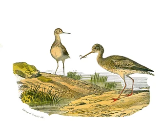 Naturhistorisk skylt: Zoologisk tavla som representerar de långsträckta vadarna