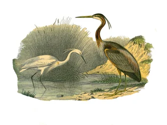 Naturhistorisk skylt: Zoologisk tavla som representerar vattenfåglar och odlade vadare (med stora, långa och starka näbbar): örnörn och lila häger. Plåt ritad från de nio volymerna om fåglar i "" Works complete of Buffon""" skriven av naturforskaren Geo