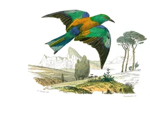 Naturhistorisk tavla: Zoologisk tavla som föreställer konirostruösa passeriner (konisk näbb). The Rollier of Europe. Plåt tecknad från de nio volymerna om fåglar i "" Works complete of Buffon""" skriven av naturforskaren Georges Louis Leclerc, greve av Buf