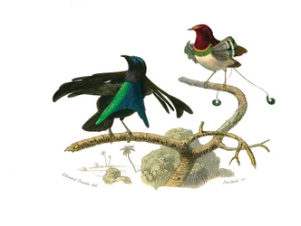 Naturhistorisk plansch: zoologisk plansch som visar konirostra tättingar (konisk näbb). Den svarta manukoden och manukoden. Plansch ur de nio banden om fåglar i “Œuvres complètes de Buffon”, skrivna av naturforskaren Georges Louis Leclerc, greve de Buffon