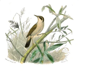 Naturhistorisk tavla: Zoologisk tavla som föreställer konirostruösa passeriner (konisk näbb). Den rödhåriga. Plåt tecknad från de nio volymerna om fåglar i "" Works complete of Buffon""" skriven av naturforskaren Georges Louis Leclerc, greve av Buffon (170