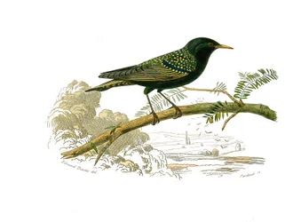 Naturhistorisk nämnd: Zoologisk nämnd som representerar gallinaser. Duvan. Plåt tecknad från de nio volymerna om fåglar i "" Works complete of Buffon""" skriven av naturforskaren Georges Louis Leclerc, greve av Buffon (1707-1788) mellan 1749 och 1785. Illu