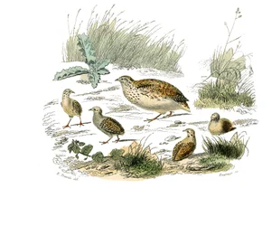 Naturhistorisk nämnd: Zoologisk nämnd som representerar gallinaser: vaktel. Plåt tecknad från de nio volymerna om fåglar i "" Works complete of Buffon""" skriven av naturforskaren Georges Louis Leclerc, greve av Buffon (1707-1788) mellan 1749 och 1785. Ill