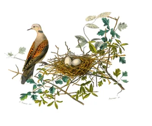 Naturhistorisk styrelse: Zoologisk tavla som representerar gallinaser: duvan nära sitt bo. Plåt tecknad från de nio volymerna om fåglar i "" Works complete of Buffon""" skriven av naturforskaren Georges Louis Leclerc, greve av Buffon (1707-1788) mellan 174