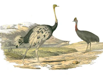 Naturhistorisk nämnd: Zoologisk nämnd som representerar vadarna: struts och kasoar. Plåt tecknad från de nio volymerna om fåglar i "" Works complete of Buffon""" skriven av naturforskaren Georges Louis Leclerc, greve av Buffon (1707-1788) mellan 1749 och 1