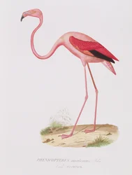Phenicopterus americanus (Flamenco) (sic) graverad av Fournier, pub. av Bougeard