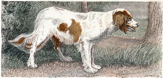 Spagneul (hund)- ”Alfabetet illustrerar djur” 1800-talet (gravyr)