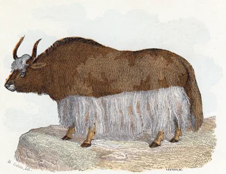 Yack (yak) - "Alfabetet illustrerar djur" 1800-talet (gravyr)