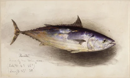 Fiskstudie (bonitotonfisk)