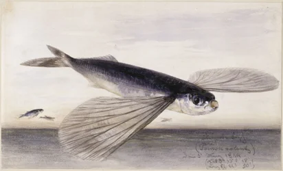 Fiskstudier (flygfisk)