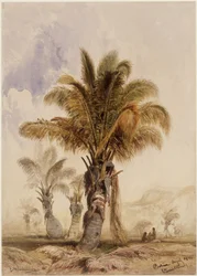 Kokospalmer i Bahia
