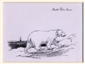 Isbjörn, ca 1905 (bläck på papper)