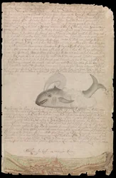 Plansch från Edward Barlows dagbok om sitt liv till sjöss på kungens skepp, Ost- och Västindienfarare och andra handelsfartyg från 1659 till 1703.