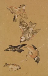 Love lead the Pilgrim - Study of Birds: Finches, 1897