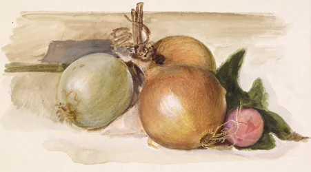 Stilleben - Studie av lök, 1871-75