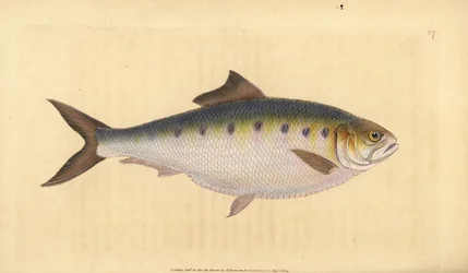 Allis shad, Alosa alosa (Shad, Clupea alosa). Handfärgad kopparplåt ritad och graverad av Edward Donovan från hans Natural History of British Fishes, Donovan och F.C. och J. Rivington, London
