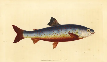 Fjällröding, Salvelinus alpinus alpinus (Salvelian röding, Salmo salvelinus). Handfärgad kopparplåt ritad och graverad av Edward Donovan från hans Natural History of British Fishes, Donovan och F.C. och J. Rivington, London