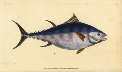 Atlantisk blåfenad tonfisk, Thunnus thynnus (utrotningshotad). Tunny, Scomber thynnus. Handfärgad kopparplåt ritad och graverad av Edward Donovan från hans Natural History of British Fishes, Donovan och F.C. och J. Rivington, London
