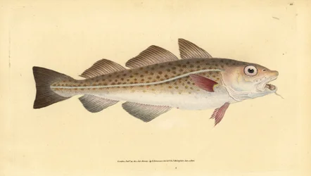 Atlanttorsk eller torskfisk. Gadus morhua. Sårbar. Handfärgad kopparplåt ritad och graverad av Edward Donovan från hans Natural History of British Fishes, Donovan och F.C. och J. Rivington, London