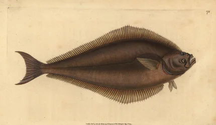 Atlantisk hälleflundra, Hippoglossus hippoglossus. Utrotningshotad. (Holibut, Pleuronectes hippoglossus). Handfärgad kopparplåt ritad och graverad av Edward Donovan från hans Natural History of British Fishes, Donovan och F.C. och J. Rivington, London