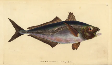 Atlantisk taggmakrill, Trachurus trachurus (Scad, Scomber trachurus). Handfärgad kopparplåt ritad och graverad av Edward Donovan från hans Natural History of British Fishes, Donovan och F.C. och J. Rivington, London
