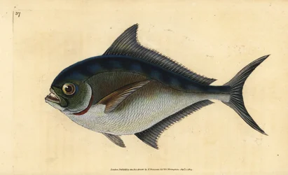 Atlantisk pomfret, Brama brama (Rays tandade förgyllda huvud, Sparus raii). Handfärgad kopparplåt ritad och graverad av Edward Donovan från hans Natural History of British Fishes, Donovan och F.C. och J. Rivington, London