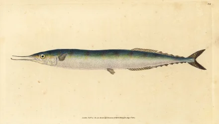 Atlantisk saury, Scomberesox saurus saurus (Skippergädda, Esox saurus). Handfärgad kopparplåt ritad och graverad av Edward Donovan från hans Natural History of British Fishes, Donovan och F.C. och J. Rivington, London