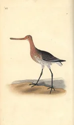 Stångsvansspov (hona), Limosa lapponica. Handfärgad kopparplåt ritad och graverad av Edward Donovan från hans egen "Natural History of British Birds", London