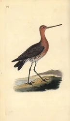 Stångsvansspov (hane), Limosa lapponica. Handfärgad kopparplåt ritad och graverad av Edward Donovan från hans egen "Natural History of British Birds", London