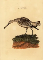 Stångsvansspov, Limosa lapponica