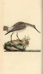 Stångsvansspov, Limosa lapponica. Handfärgad kopparplåt ritad och graverad av Edward Donovan från hans egen "Natural History of British Birds", London