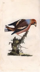 Stor näbb bryter kärnan. Coccothrausts (Loxia coccothrausts). Kopparstick av Edward Donovan (1768-1837), publicerad i Natural History of British Birds, London