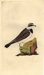 Stort grus. Charadrius hiaticula. Kopparstick av Edward Donovan (1768-1837), publicerad i Natural History of British Birds, London