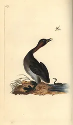 Dopping med svart haka, Podiceps hebridicus. (Smådopping, Tachybaptus ruficollis?) Handkolorerat kopparstick ritat och graverat av Edward Donovan ur hans egen ”Naturhistoria över brittiska fåglar”, London