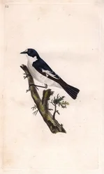 Svart kalkontupp. Ficedula hypoleuca (Muscicapa atricapilla). Kopparstick av Edward Donovan (1768-1837), publicerat i Histoire naturelle des oiseaux britanniques, London