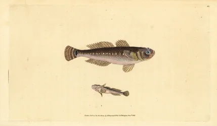 Svart smörbult, Gobius niger. Handkolorerad koppargravyr tecknad och graverad av Edward Donovan ur hans Natural History of British Fishes, Donovan och F.C. och J. Rivington, London