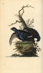 Orre, Tetrao tetrix. Handkolorerad koppargravyr, tecknad och graverad av Edward Donovan ur hans egen „Natural History of British Birds“, London